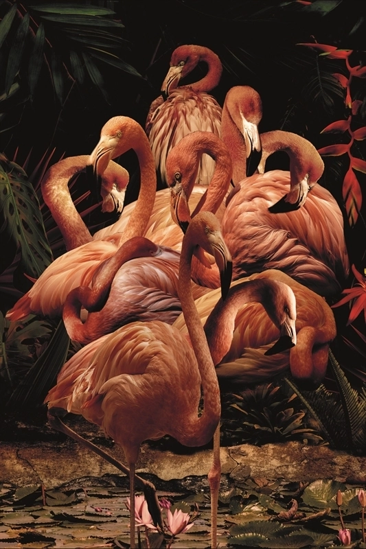 Flamingo Paradise