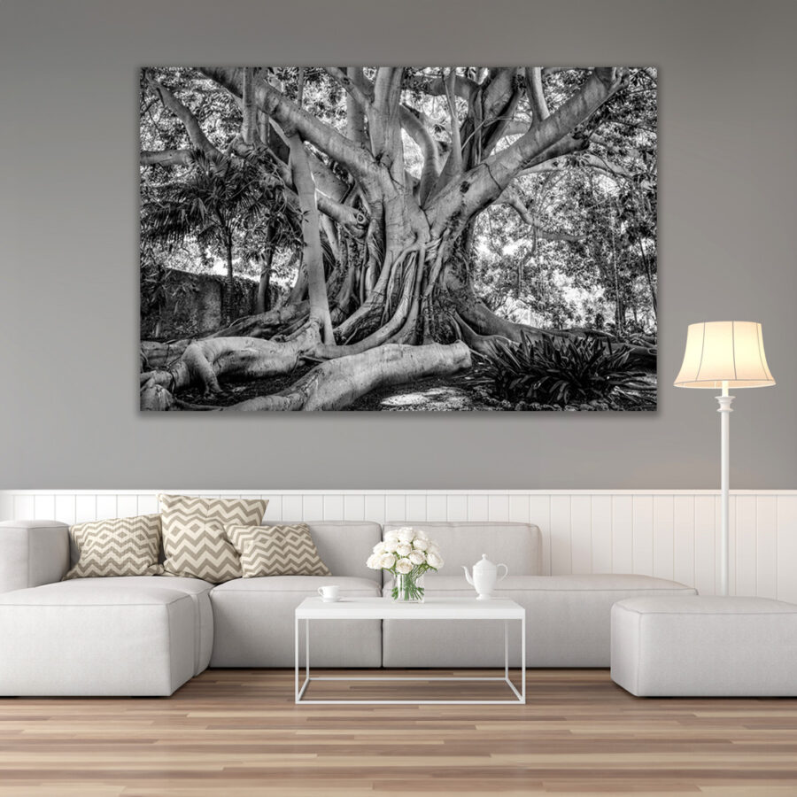 Old Tree Sicily - Black & White