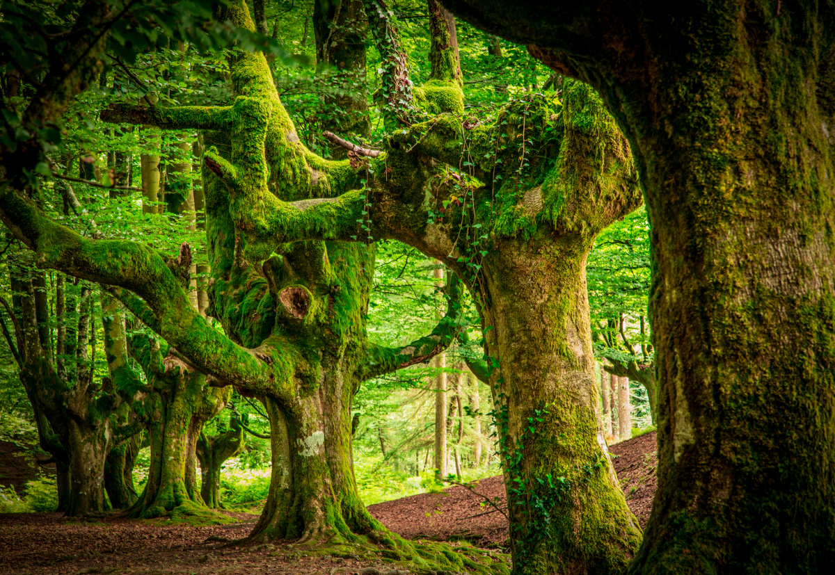 Gorbeia Forest