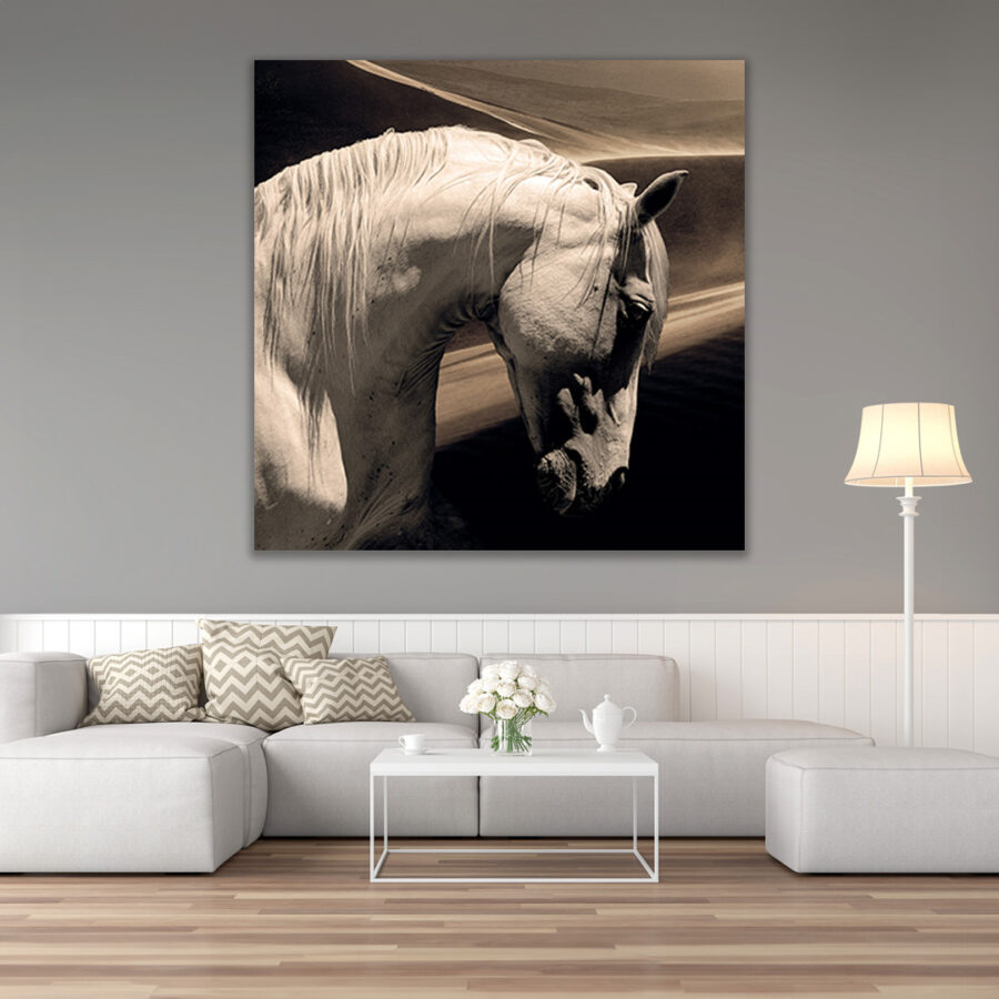 Arabian Horse